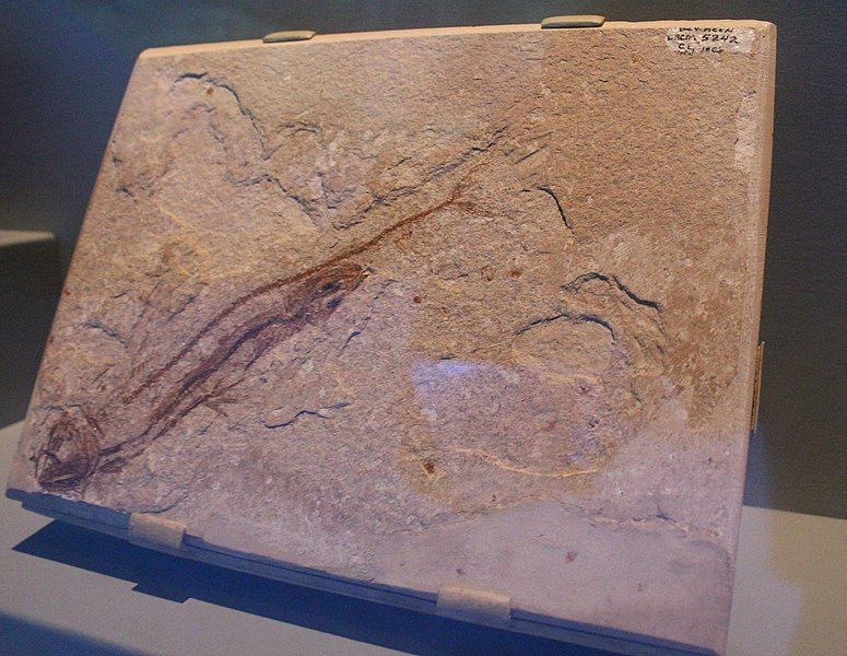 File:Chauliodus eximus LACM.jpg