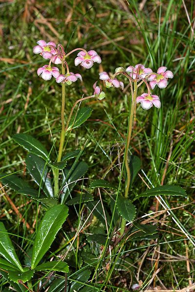 File:Chimaphila2.jpg