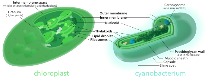 File:Chloroplast-cyanobacterium comparison.svg