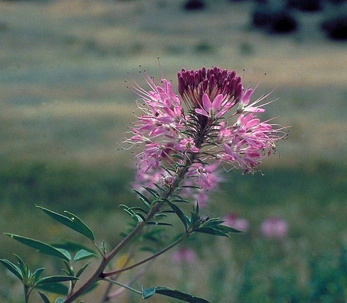 File:Cleome serrulata.jpg