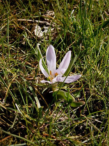 File:Colchicum hungaricum 012.jpg