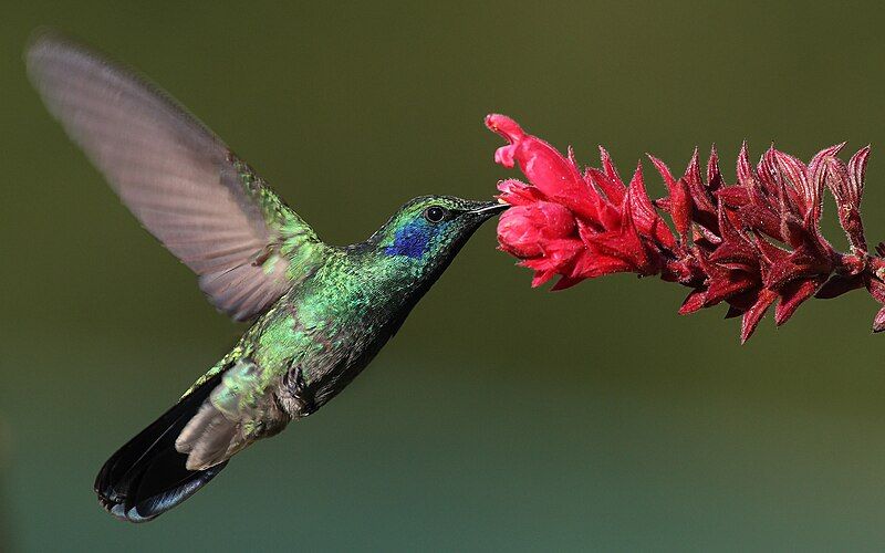 File:Colibri-thalassinus-001.jpg