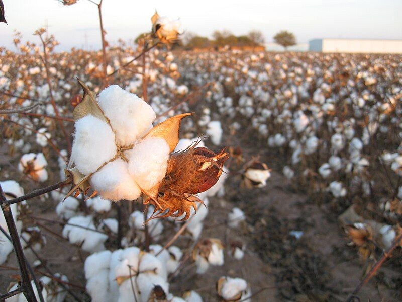 File:Cotton field kv15.jpg