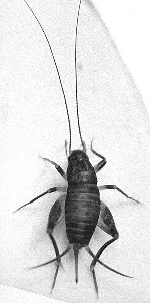 File:Cycloptiloides-orientalis.jpg