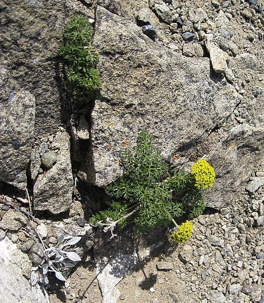 File:Cymopterus terebinthinus.jpg