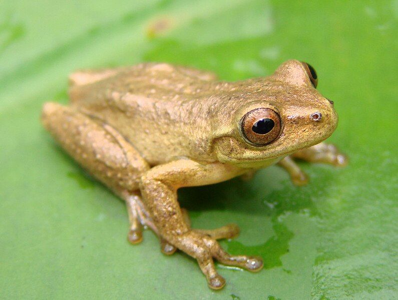 File:Dendropsophus columbianus.jpg