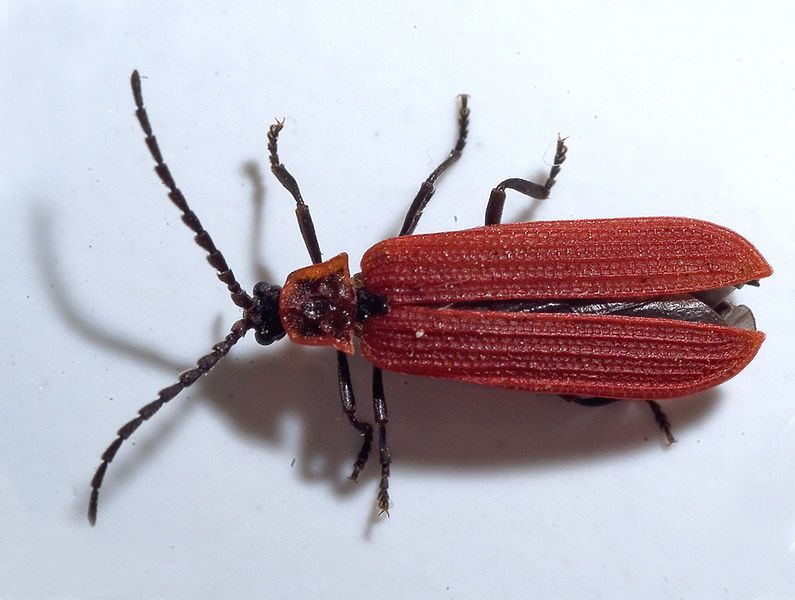 File:Dictyoptera aurora1.jpg