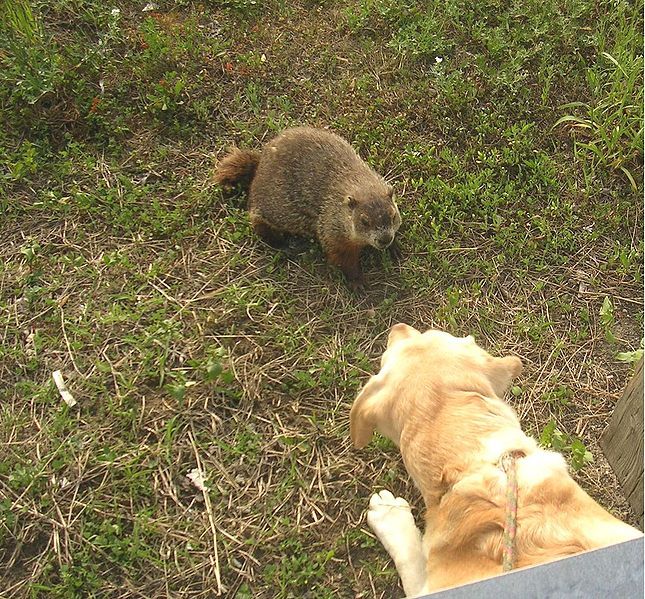 File:Doggroundhog.jpg