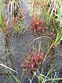 D. anglica growing in a mountain bog, British Columbia, Canada