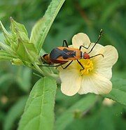 Unidentified Lygaeidae