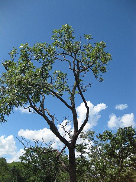 File:Erythrina haerdii.jpg