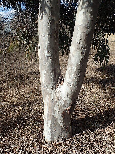 File:Eucalyptus michaeliana bark.jpg