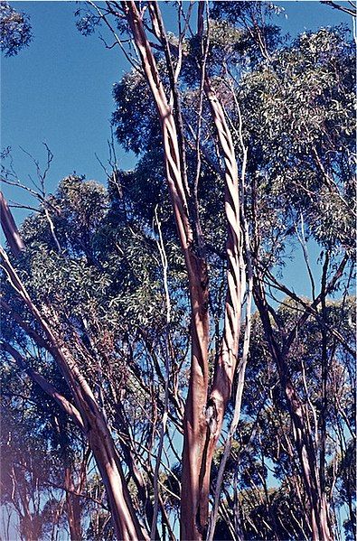 File:Eucalyptus salubris.jpg