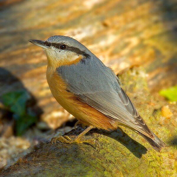 File:Eurasian Nuthatch.jpg