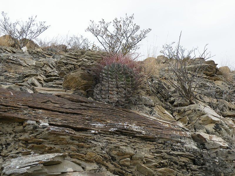 File:Ferocactus hamatacanthus (5668886199).jpg