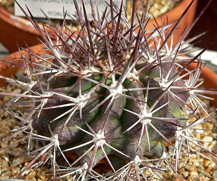 File:Ferocactus lindsayi 1.jpg