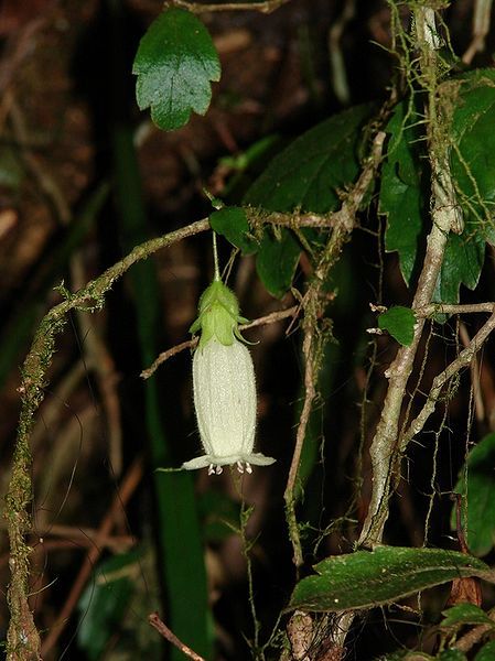 File:Fieldia australis 1.jpg