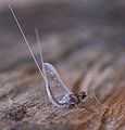 Adult mayfly