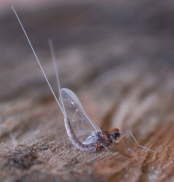 File:Flmayfly.jpg