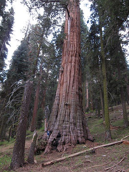 File:Floyd Otter Tree.jpg