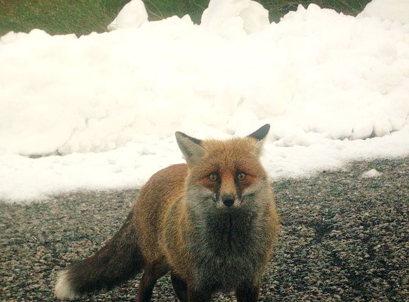 File:Fox mount Etna.jpg