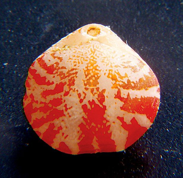 File:Frenulina sanguinolenta brachial.jpg