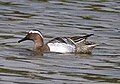 Garganey, Anas querquedula