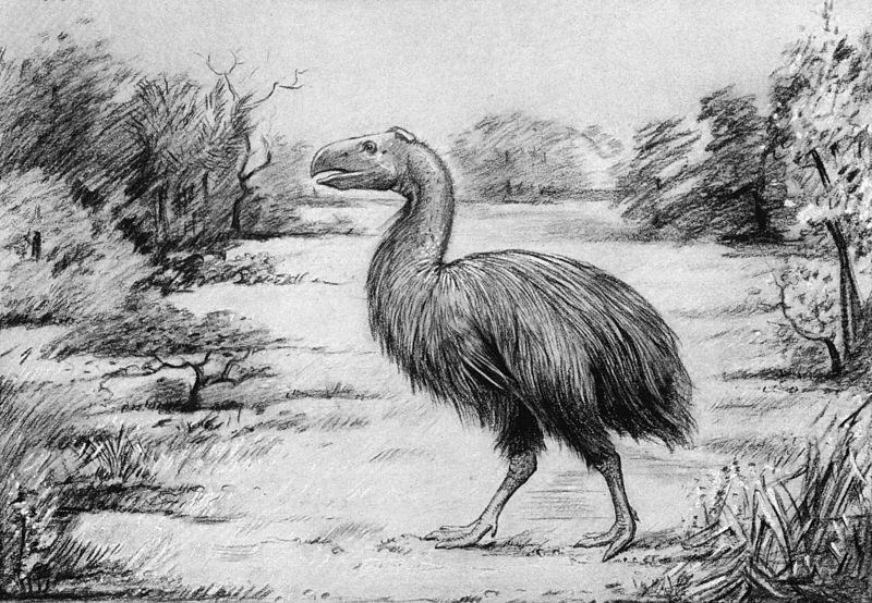 File:Gastornis 1917.jpg