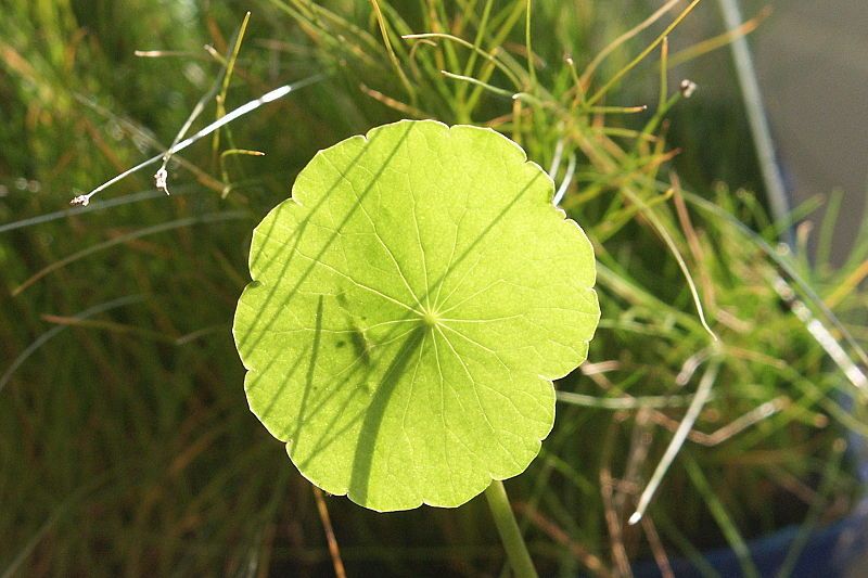 File:Gewöhnlicher Wassernabel PICT8937.JPG