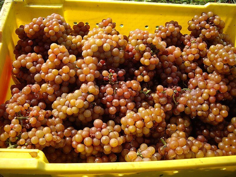 File:Gewürztraminer grapes.jpg