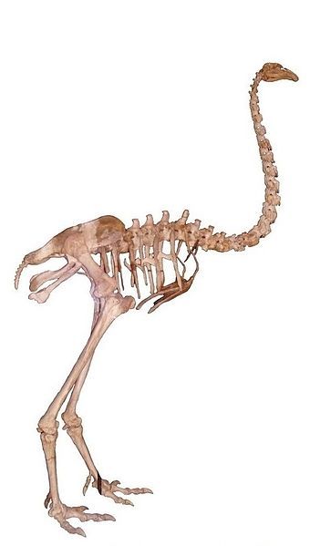 File:Giant moa skeleton.jpg