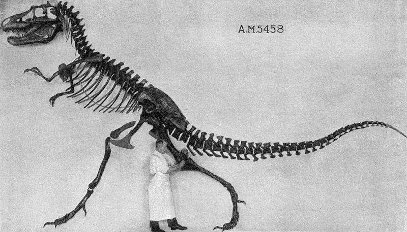 File:Gorgosaurus.jpg