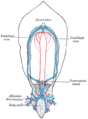 Diagram of the vascular channels in a human embryo of the second week.