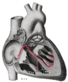 Schematic representation of the atrioventricular bundle