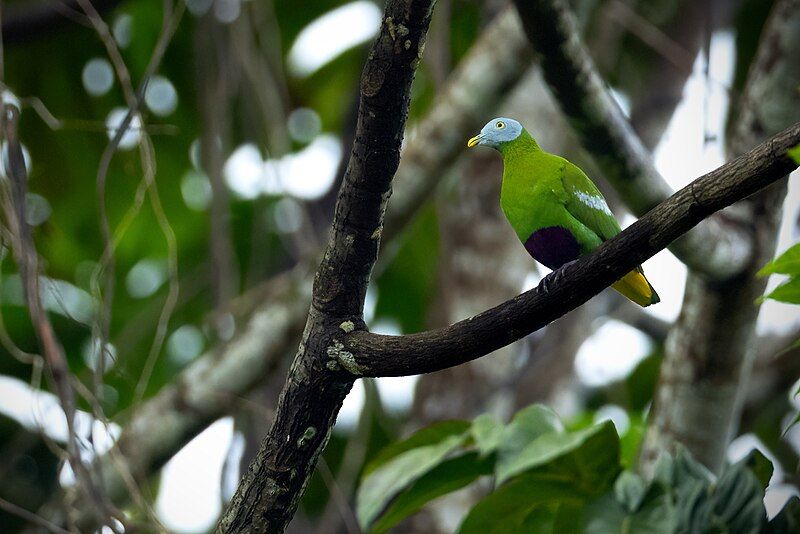 File:Grey-headed Fruit-Dove 0A2A5665.jpg