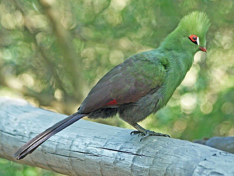 File:Guinea Turaco SMTC.jpg