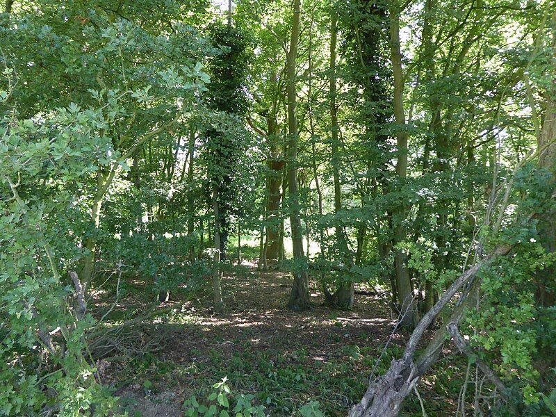 File:Hedenham Wood 3.jpg