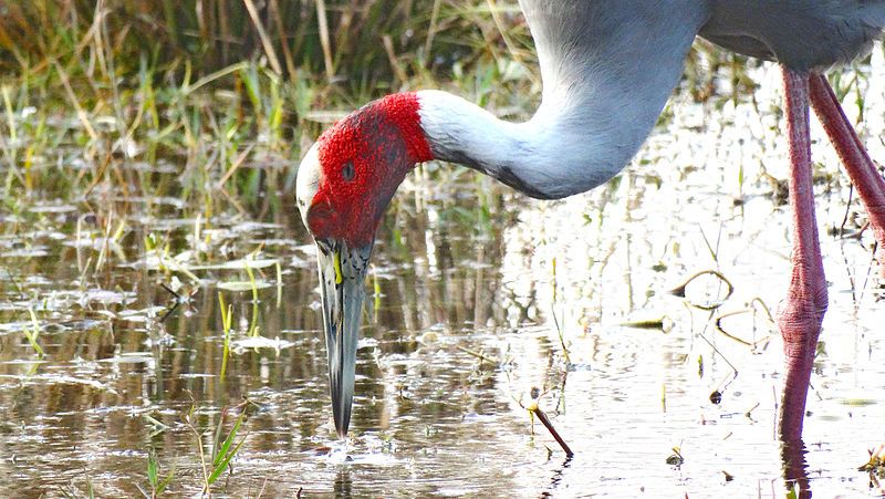 File:Indian Saras crane01.JPG