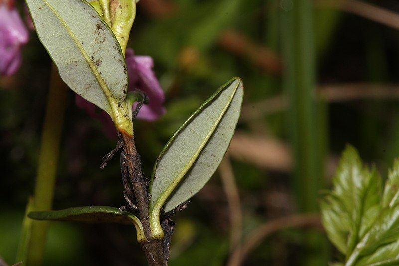 File:Kalmia microphylla 0607.JPG