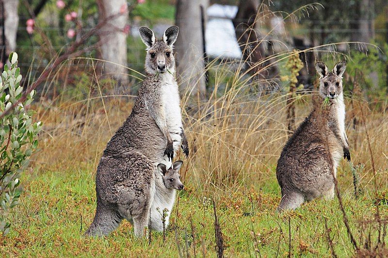 File:Kangaroo and joey02.jpg