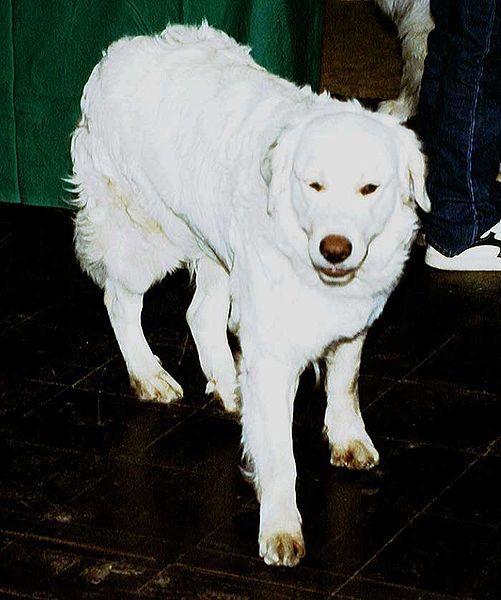 File:Kuvasz.jpg