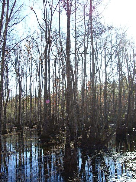 File:LeafRiverWMA.JPG