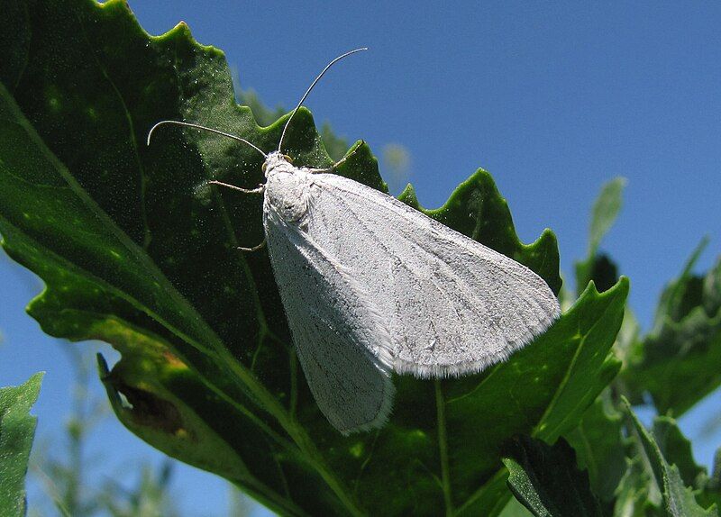 File:Lithostege farinata.jpg