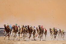 Camel Race at Liwa International Festival