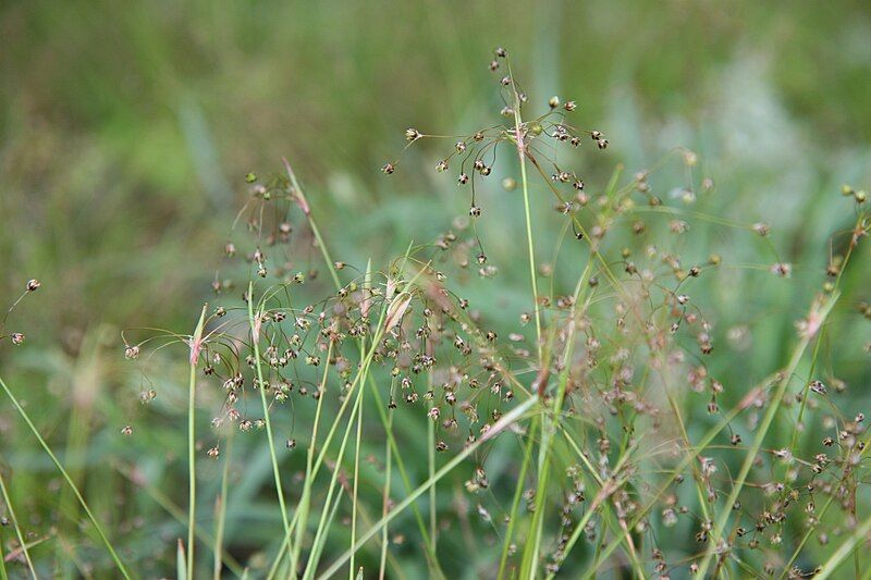 File:Luzula acuminata 0zz.jpg