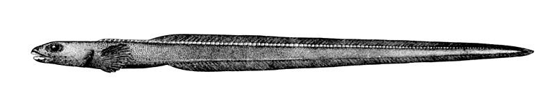 File:Lycodonus mirabilis.jpg