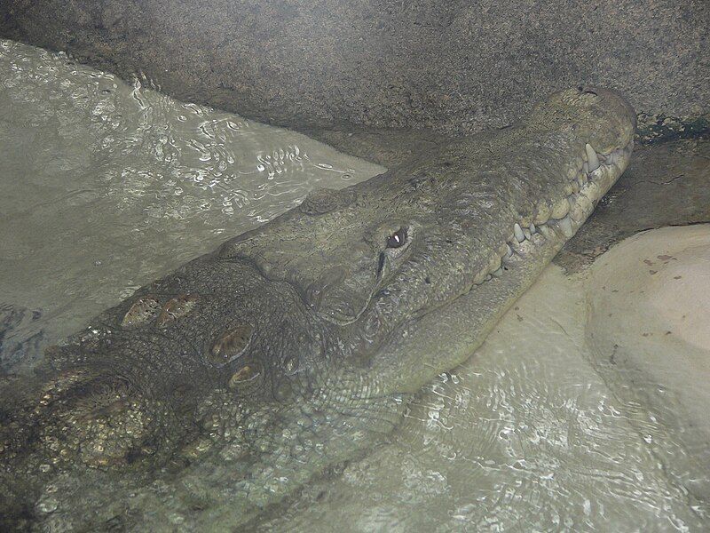 File:MP-Crocodylus acutus 1.jpg