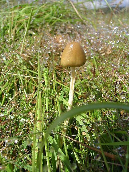 File:Magic Mushroom.jpg