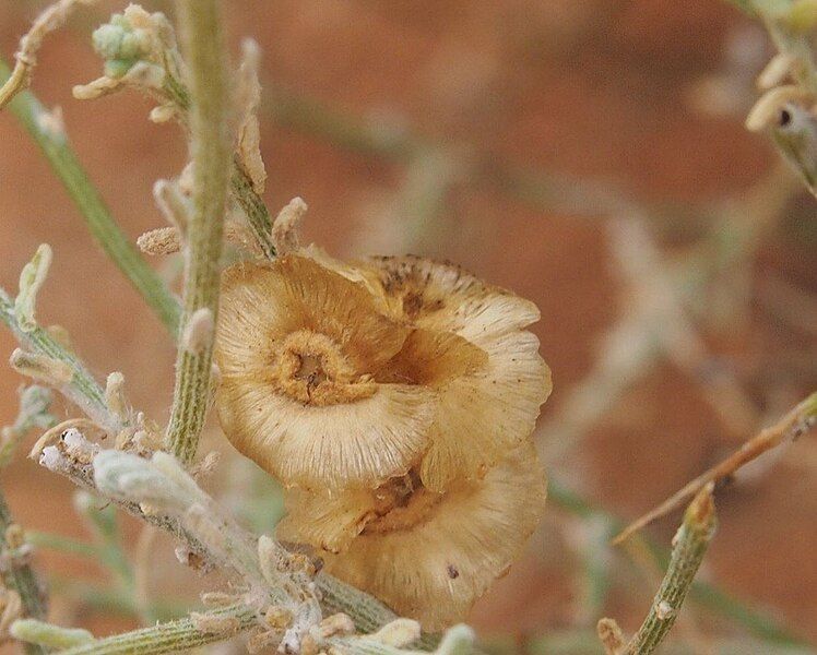 File:Maireana aphylla fruit.jpg