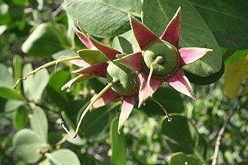 Mangrove flowers, possibly Sonneratia alba